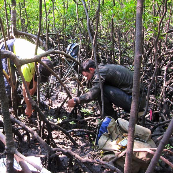 scientists assessing environmental impact in mangrove wetland