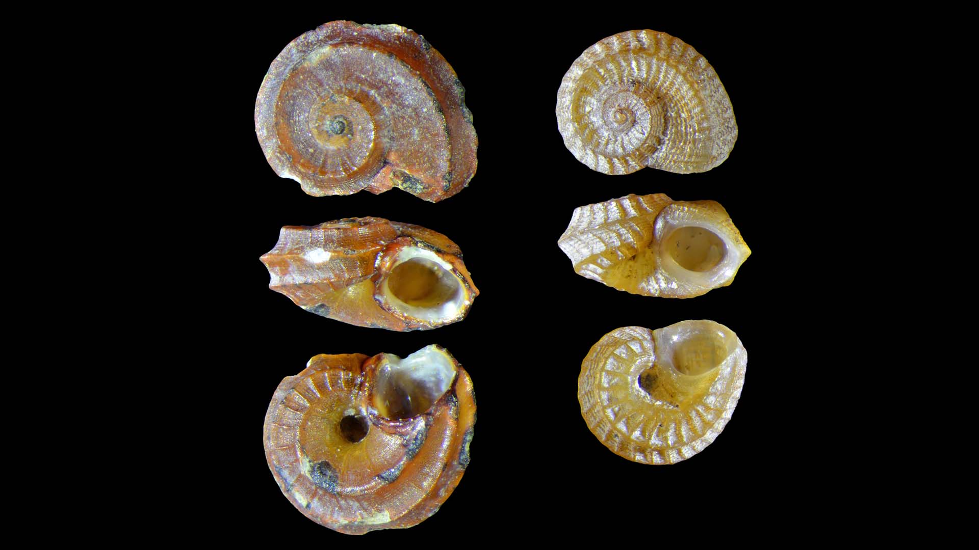macro photo of marine tornidae species