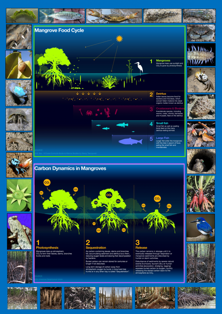 Mangrove food cycle and carbon dynamics poster