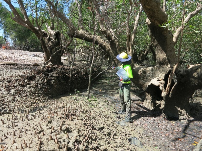 Boskalis mangrove monitoring - mud wave