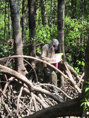 Mangrove monitoring - flora assessment