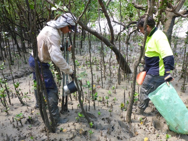 Mangrove monitoring - installing pitfalls and carpet of death