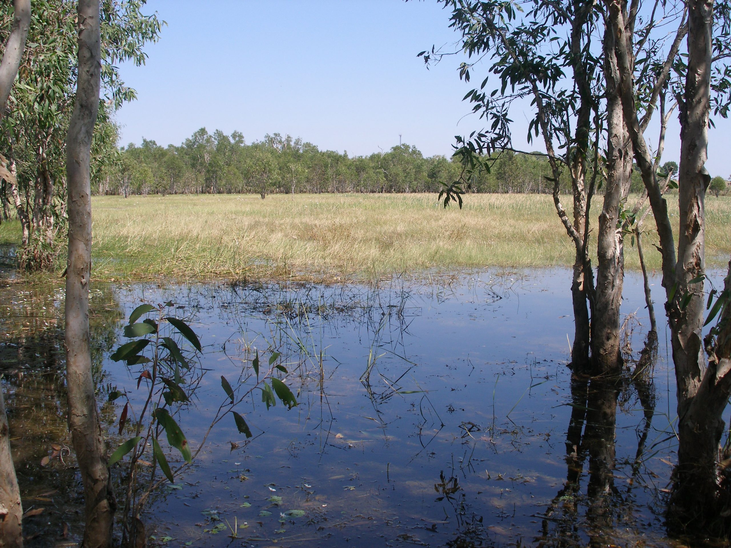 intertidal mangrove zone