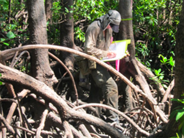 mangrove monitoring flora assessment program