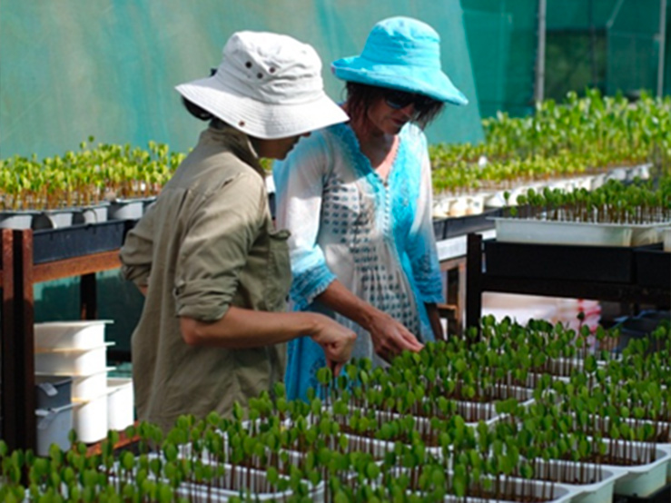Mangrove rehabilitation nursery culture of seedlings